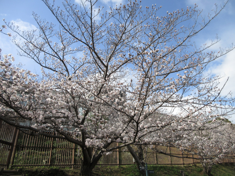 北野回遊路の桜 北野回遊路の桜