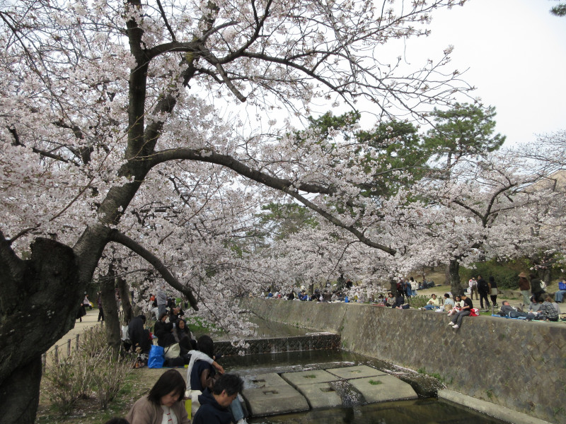 夙川の桜 夙川の桜