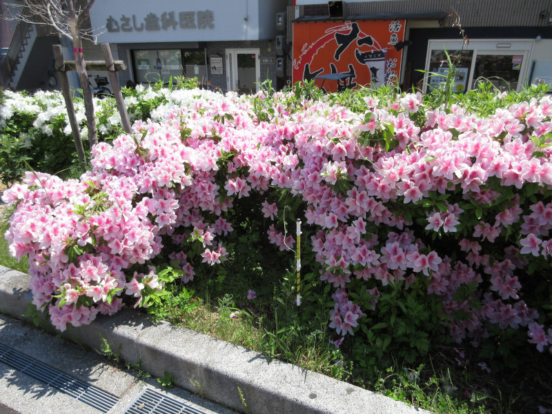 ツツジ ツツジ