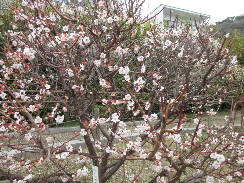 ���{�~�ь����̔~