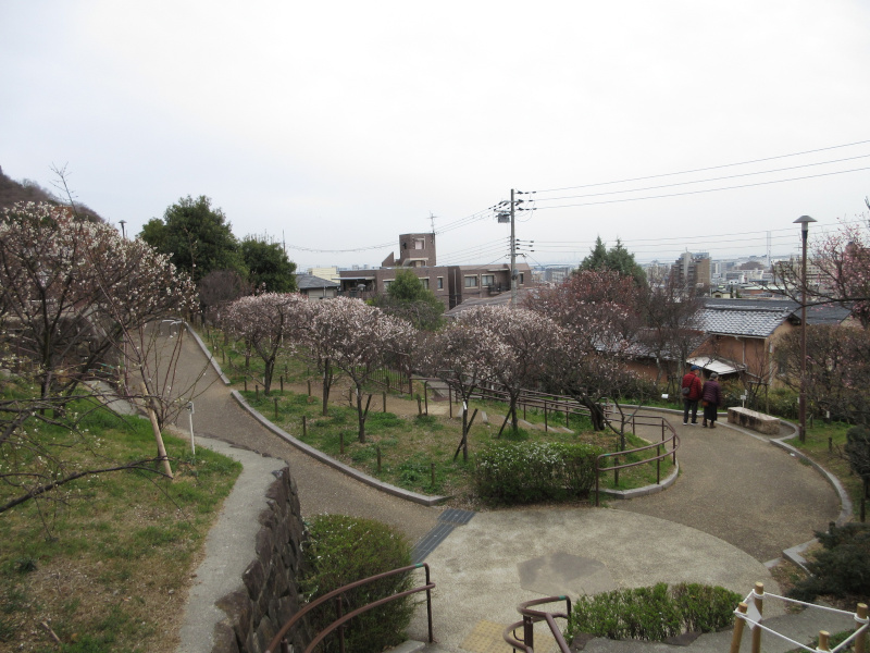 ���{�~�ь����̔~