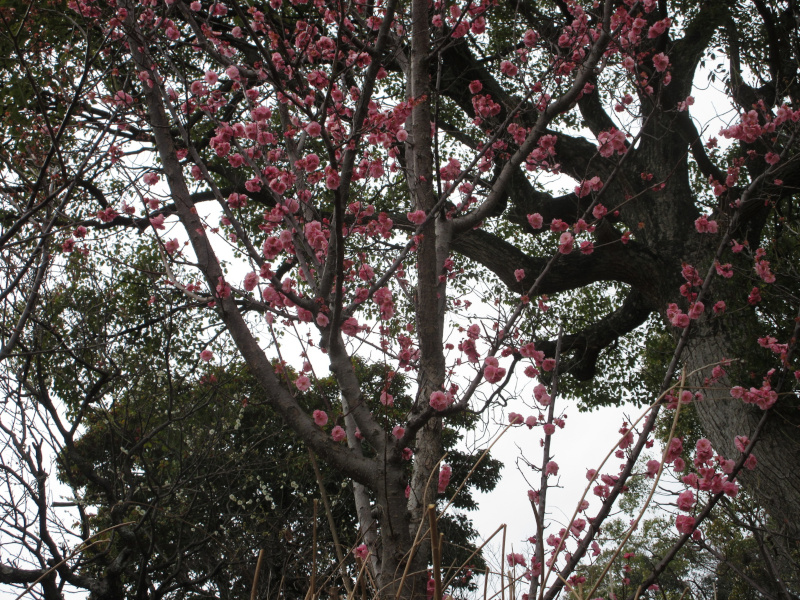 ���{�~�ь����̔~