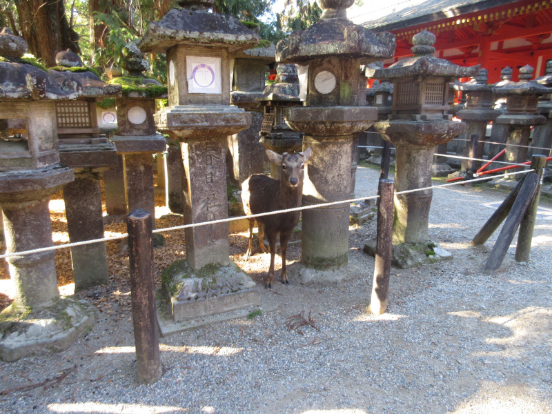 春日大社・鹿 春日大社・鹿